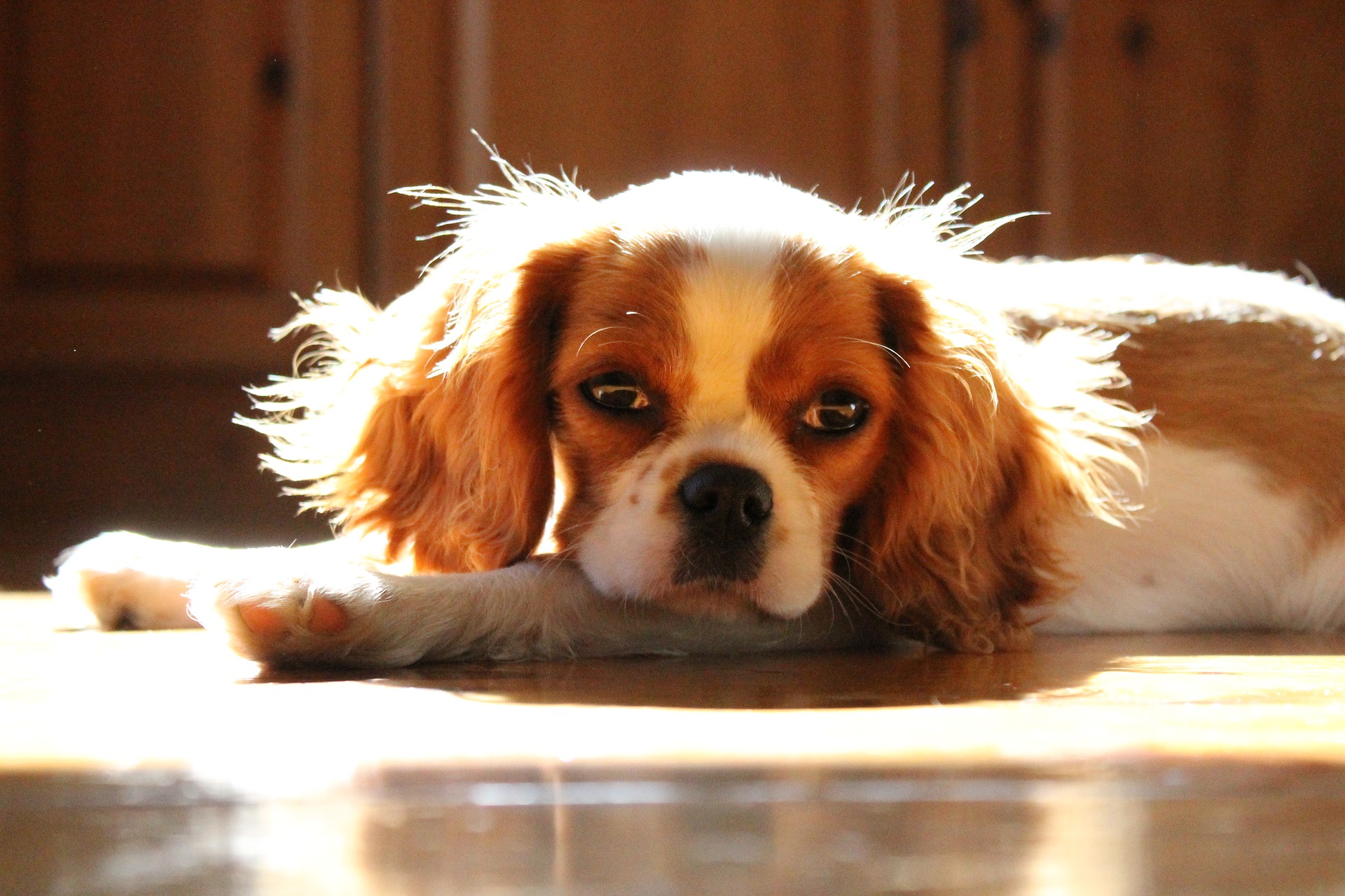 what do you feed your cavalier king charles spaniel