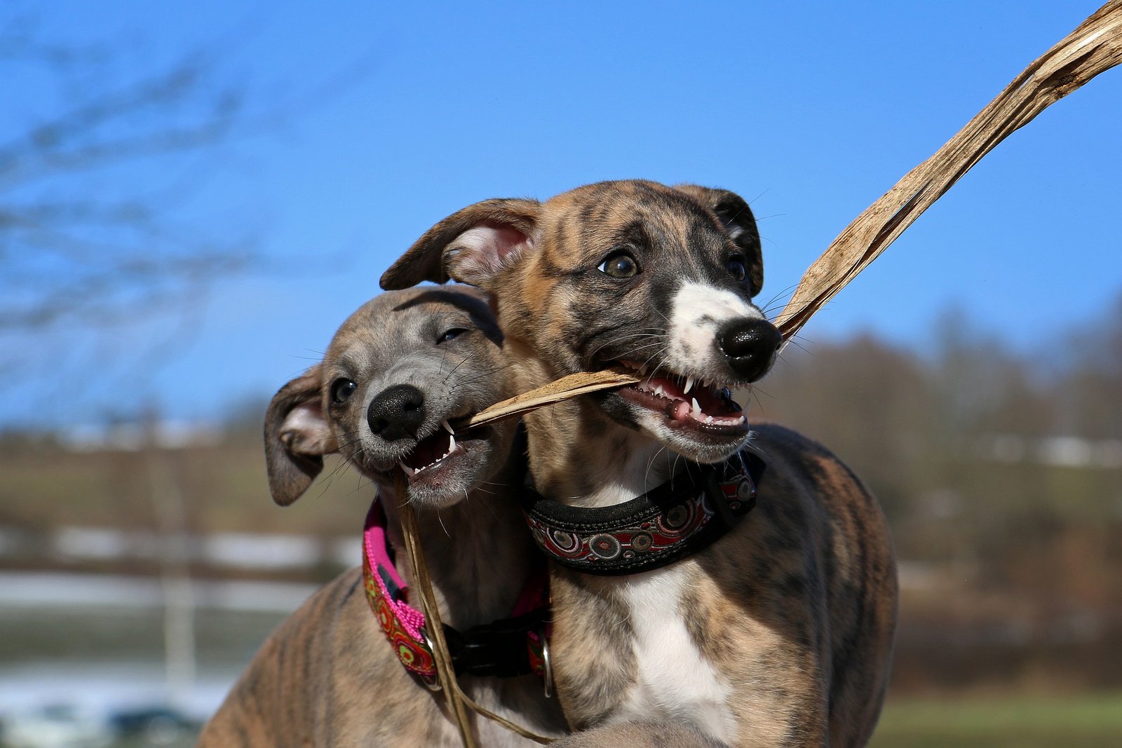 How much food should a whippet puppy eat per day