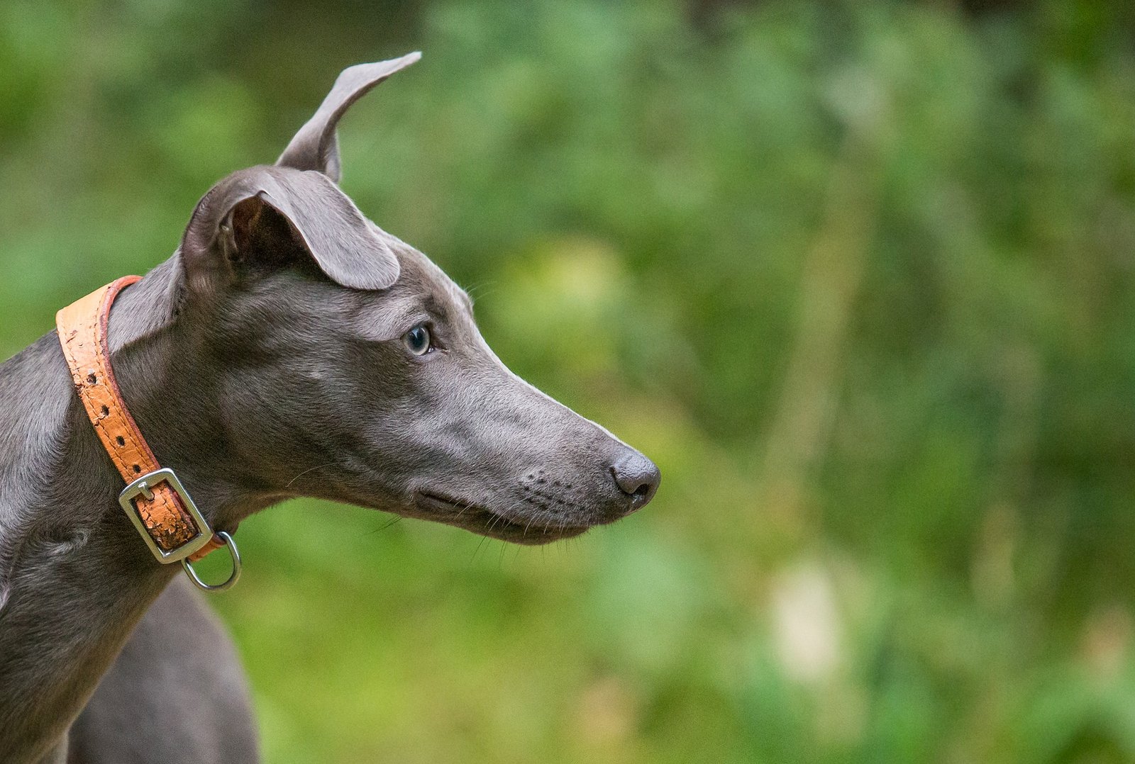 Best dog food for whippets