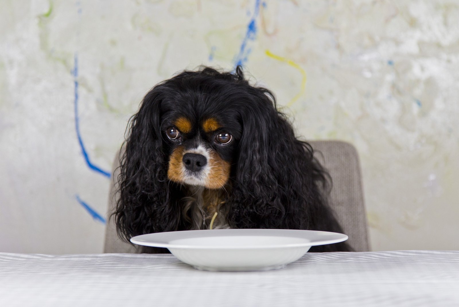 cavalier eating habits