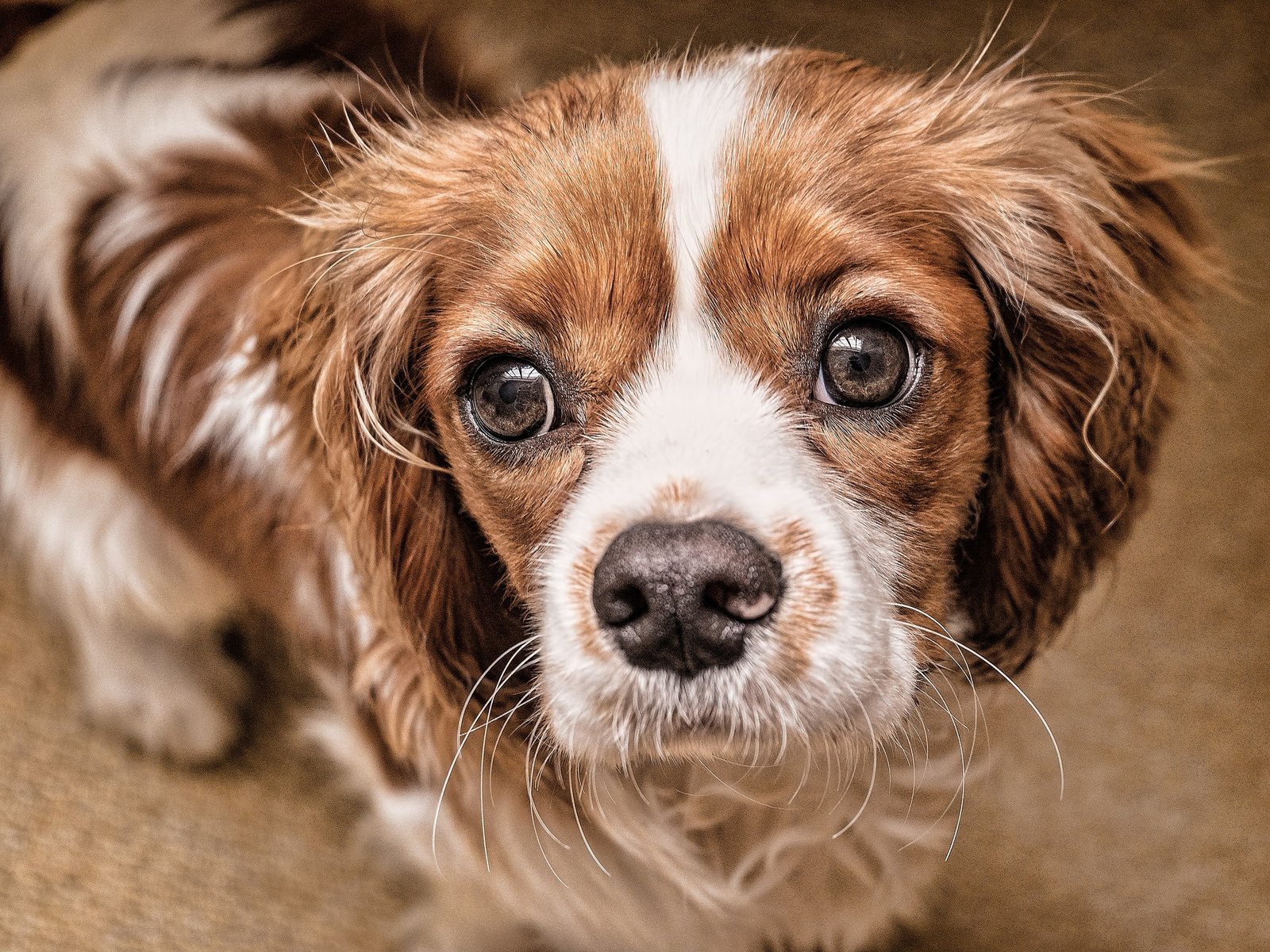 feeding a cavalier king charles spaniel puppy