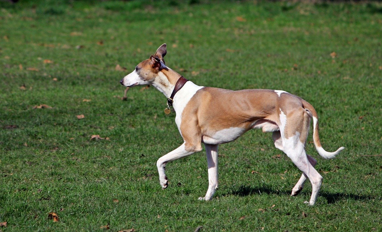 how much food should a whippet eat per day