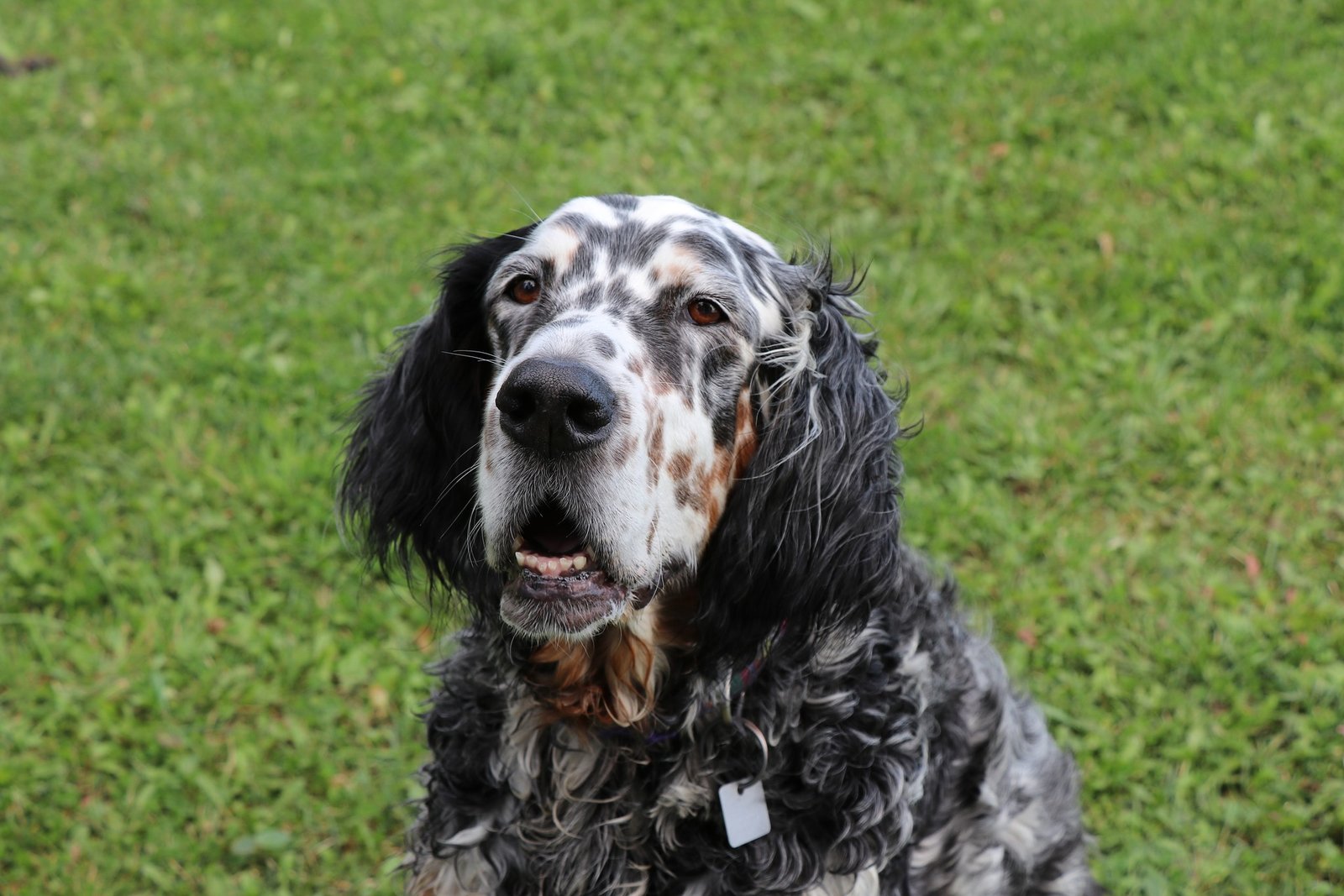 english setter calorie requirements