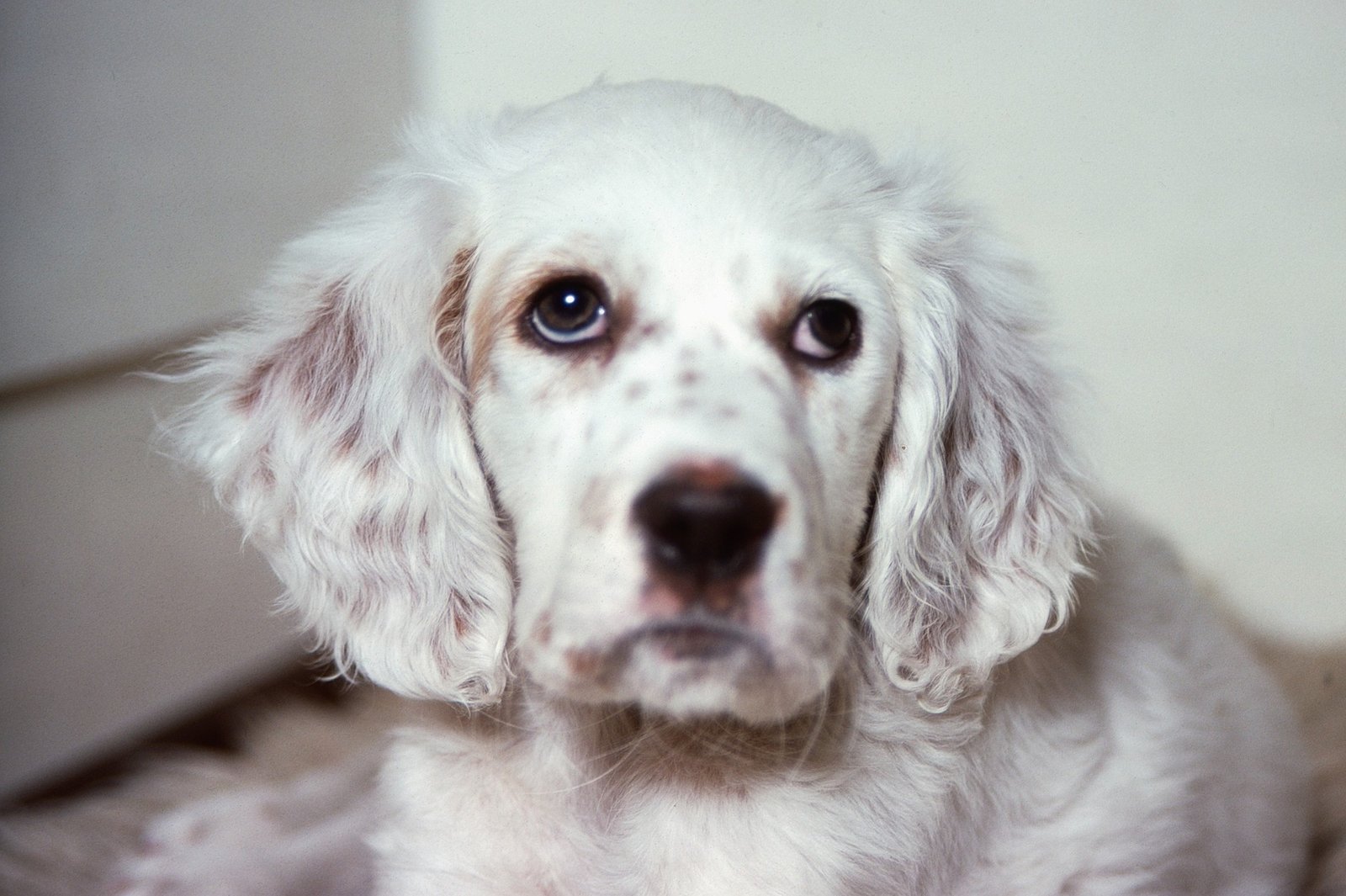 english setter puppies