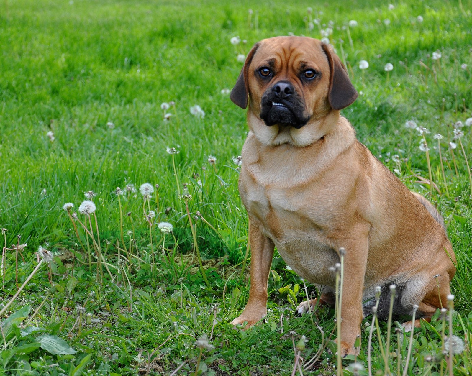 best dog food for puggles