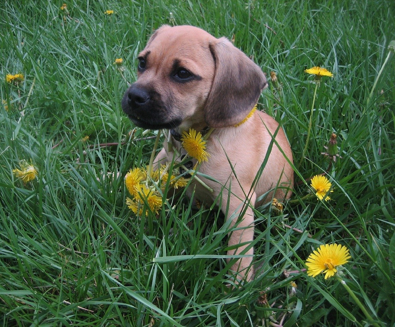 puppy puggle