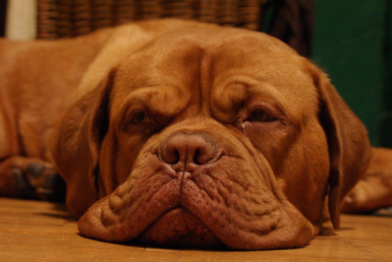 adult french mastiff