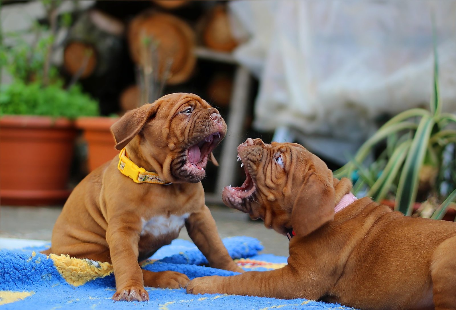 bordeaux puppies how much food does a mastiff eat