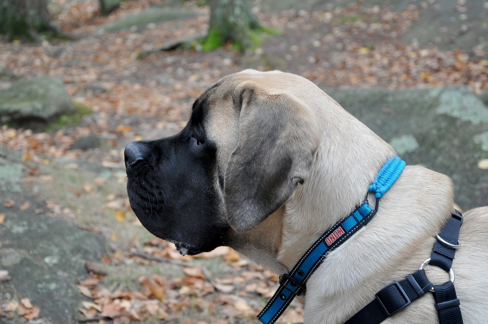 english mastiff nutrition