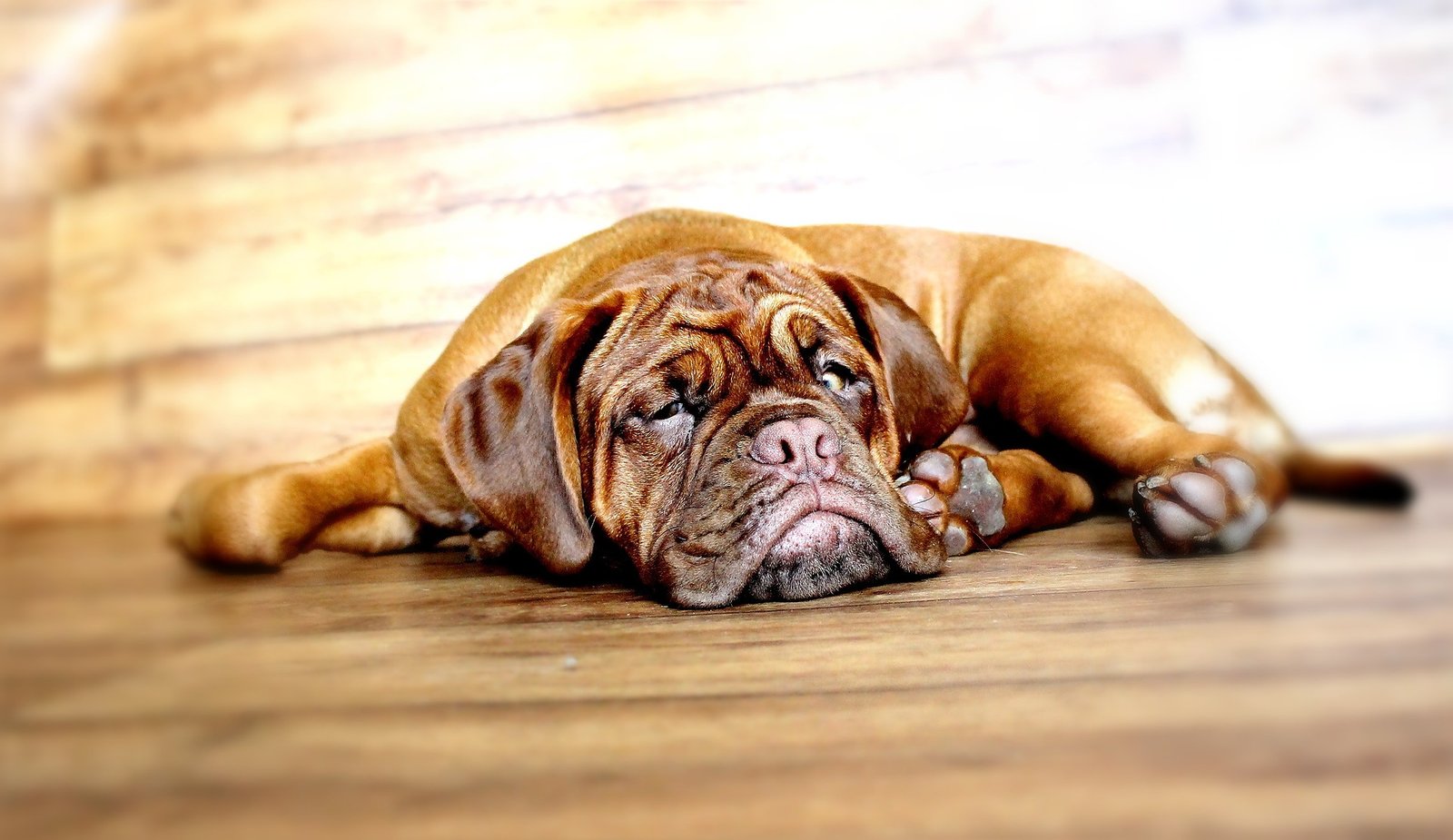 french mastiff