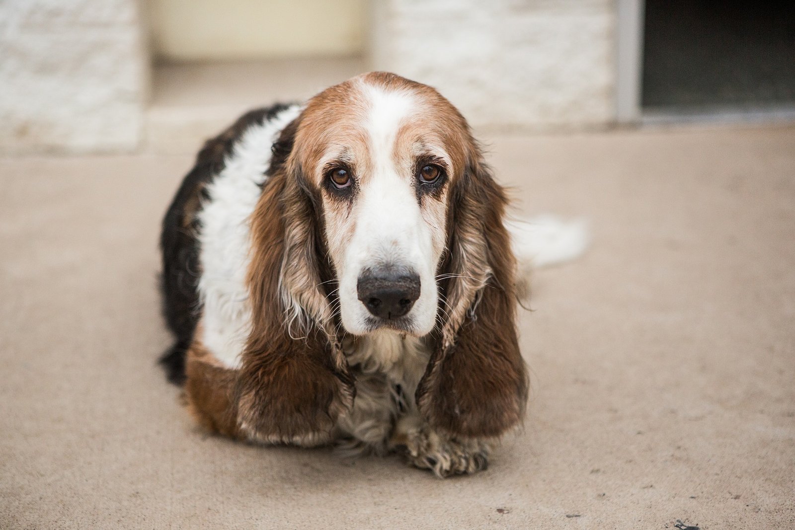 basset hound puppy