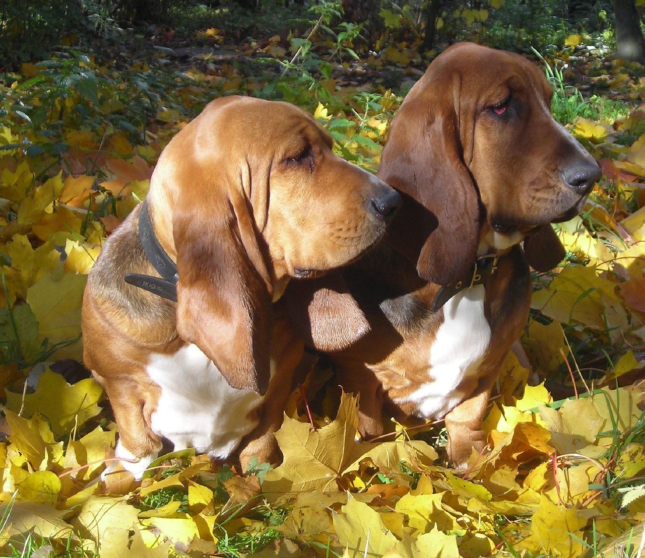 basset hounds make great companions