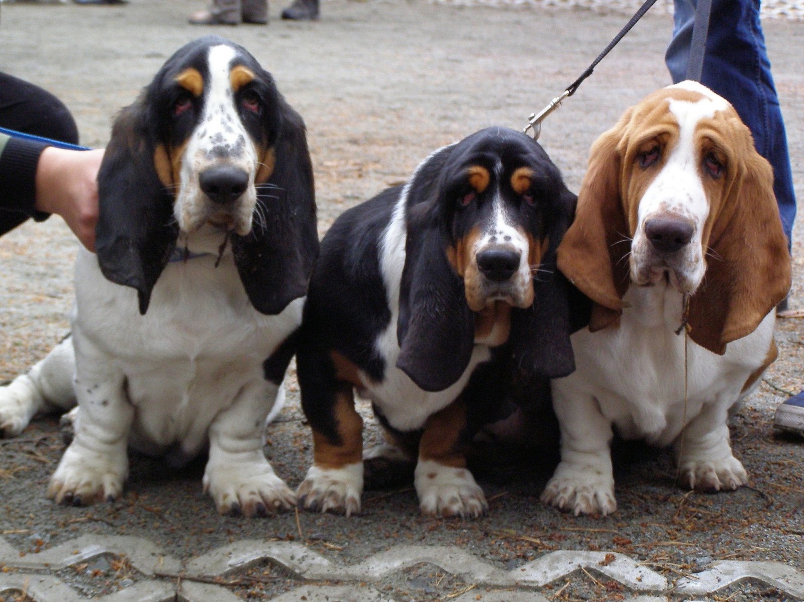 best dog food for basset hounds