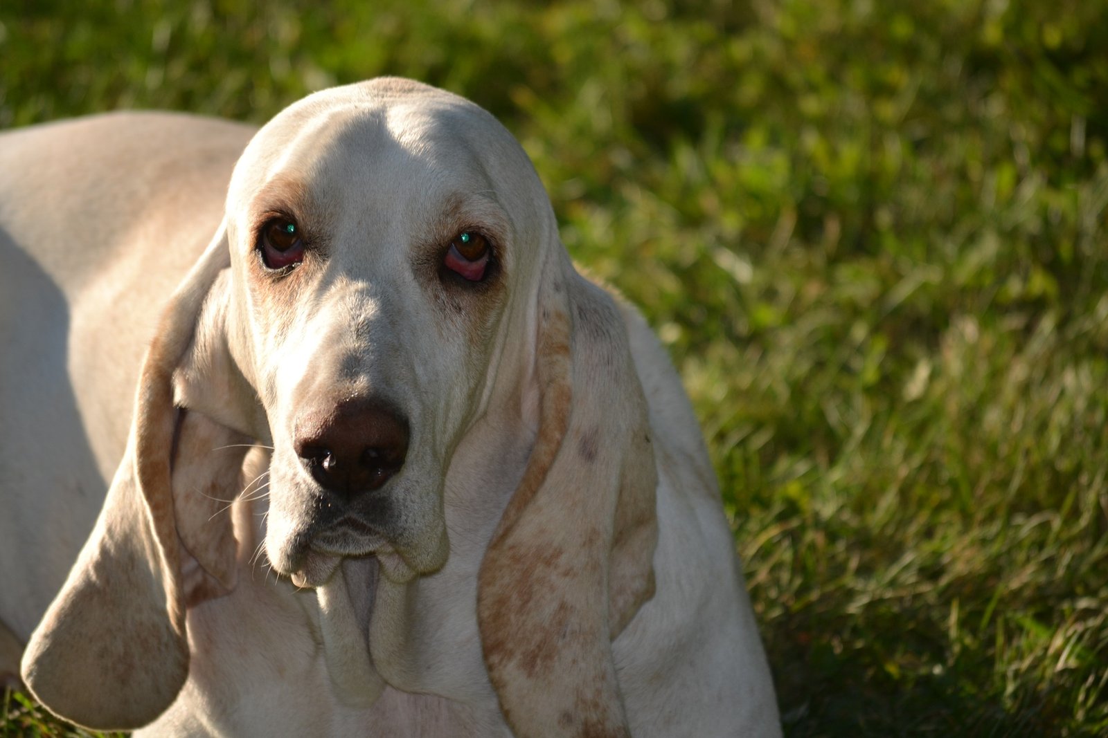 common health problems in basset hounds