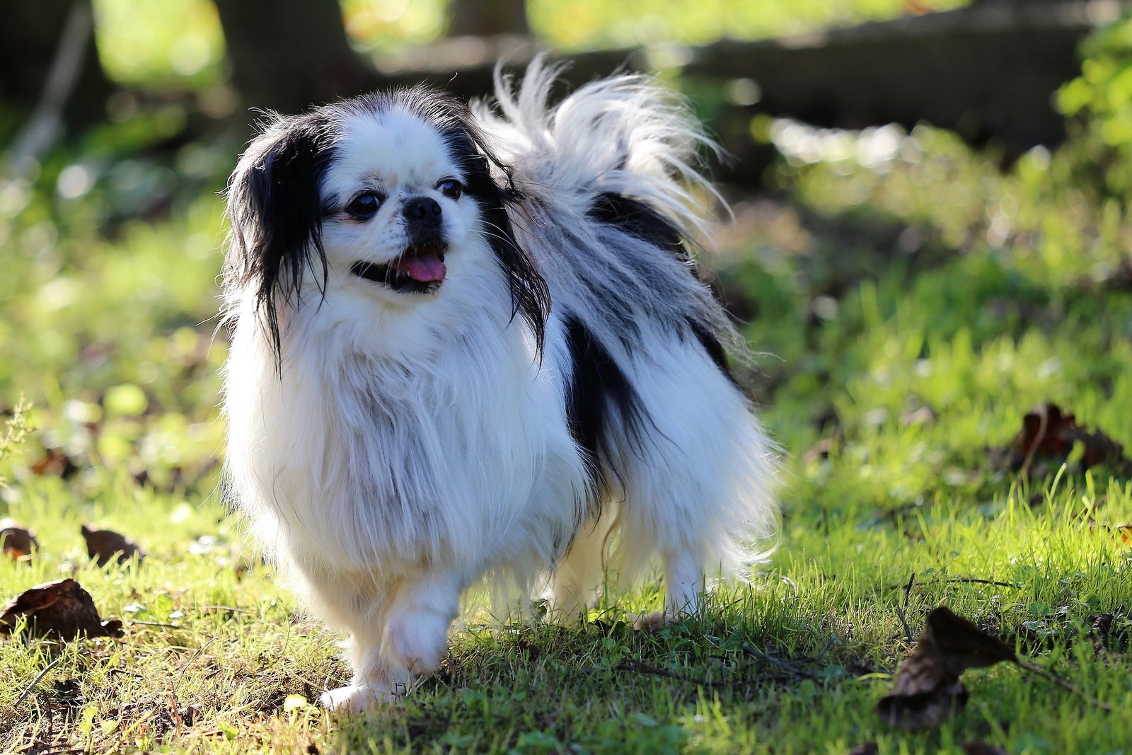 how much should a japanese chin eat