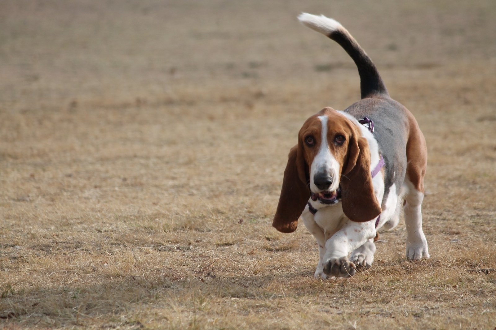 what do basset hounds look like