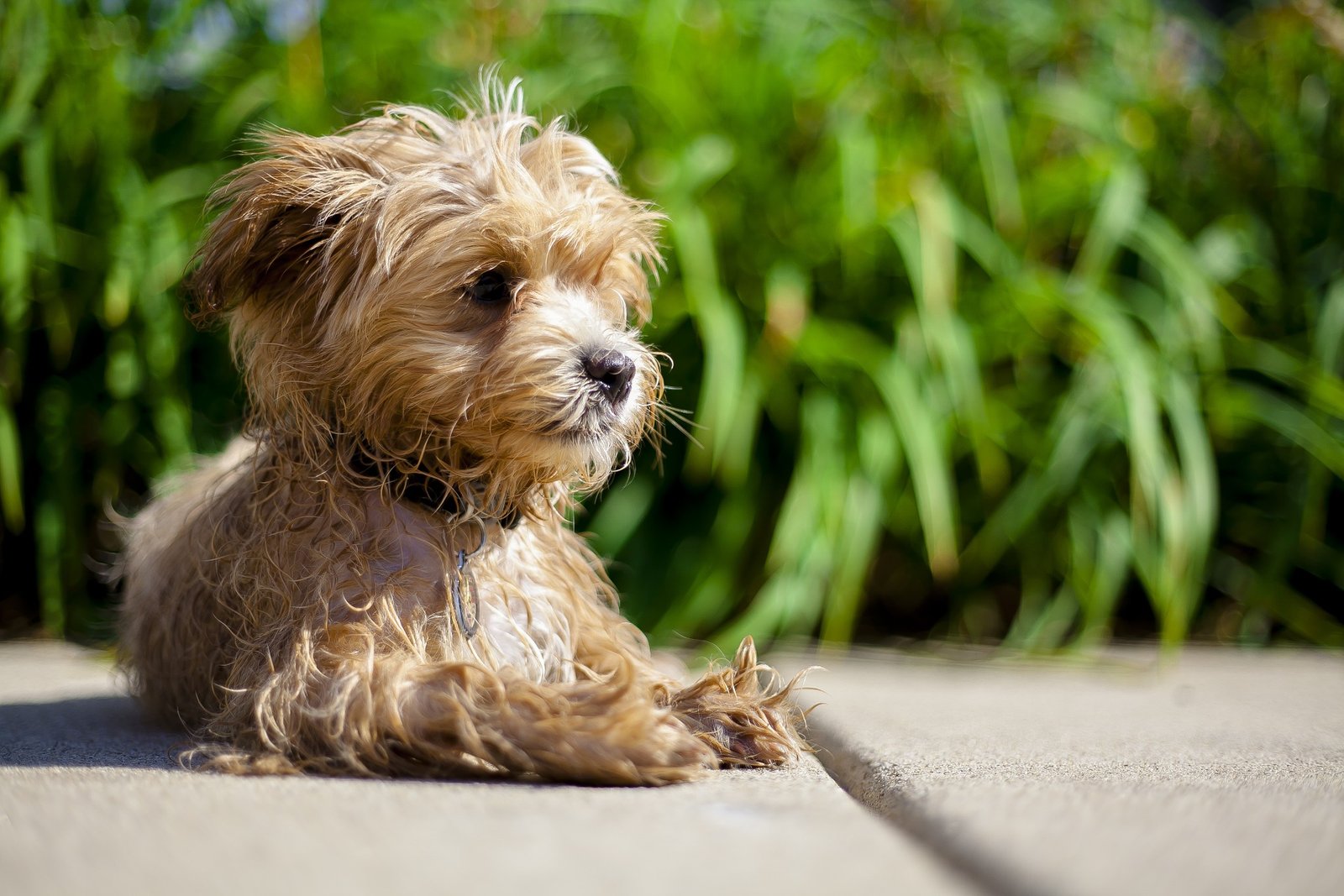 best dog food for maltipoos