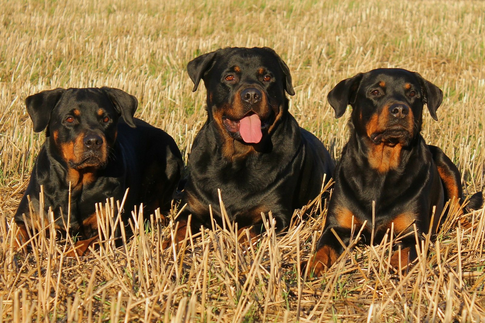 best dog food for rottweilers