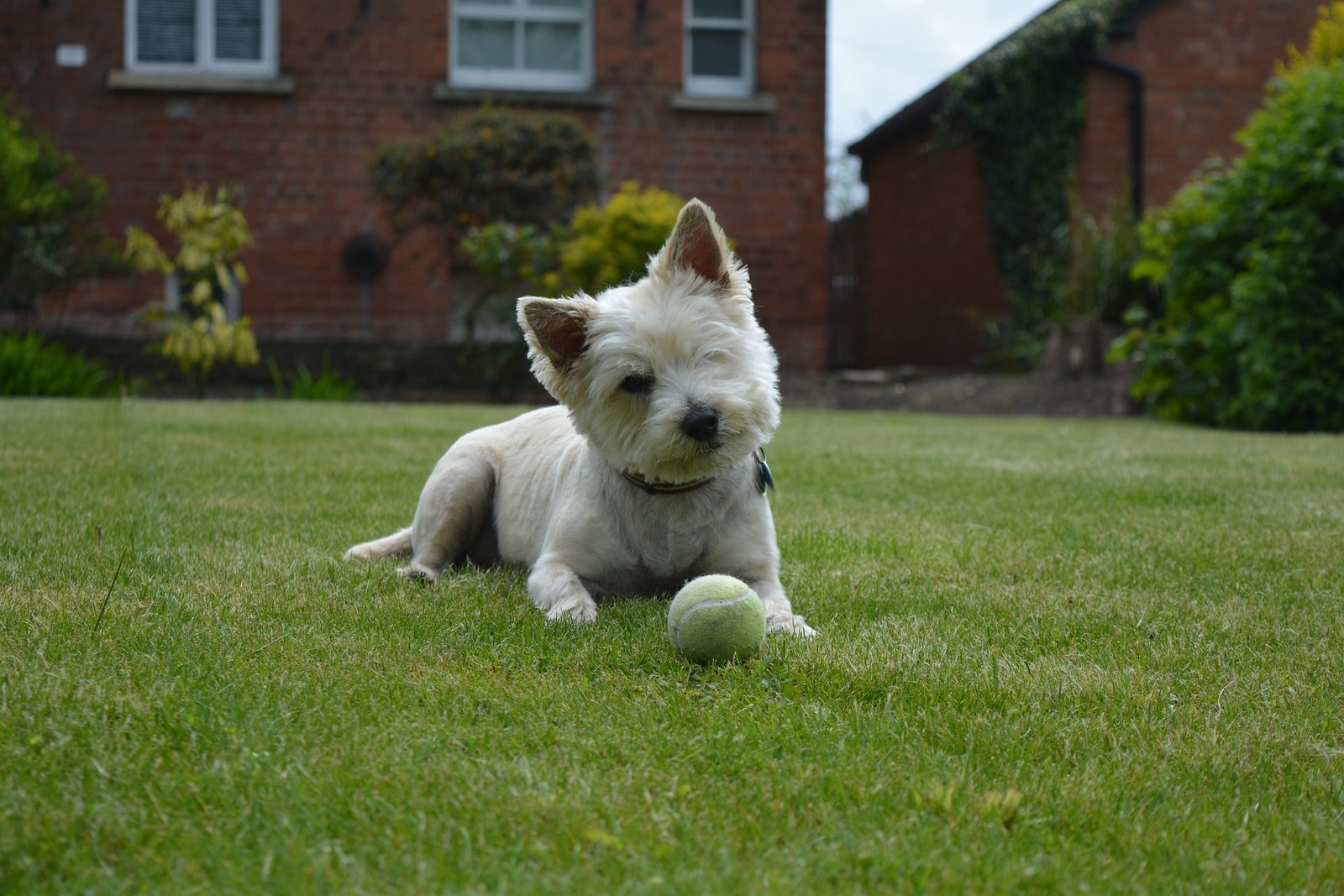 cairn terrier diet