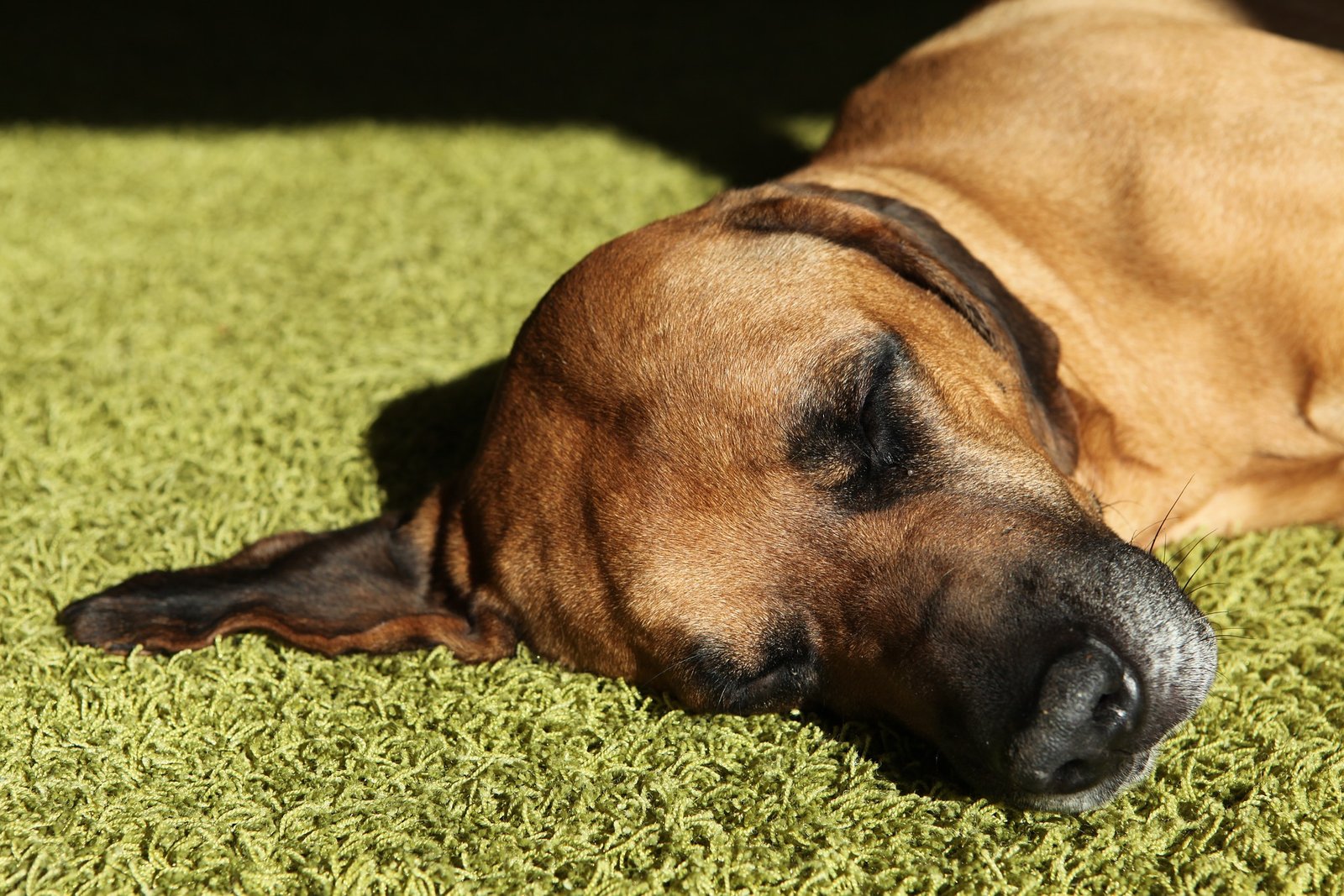 common health problems in rhodesian ridgebacks common health problems in rhodesian ridgebacks