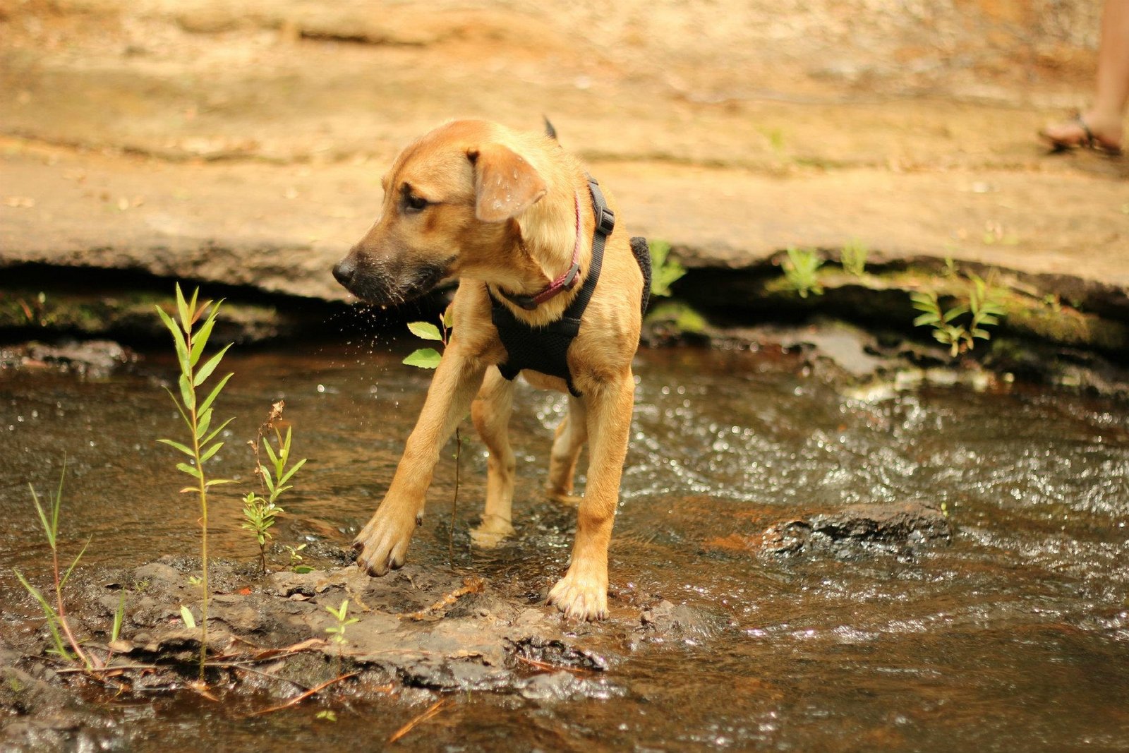 how much should i feed my rhodesian ridgeback puppy how much should i feed my rhodesian ridgeback puppy