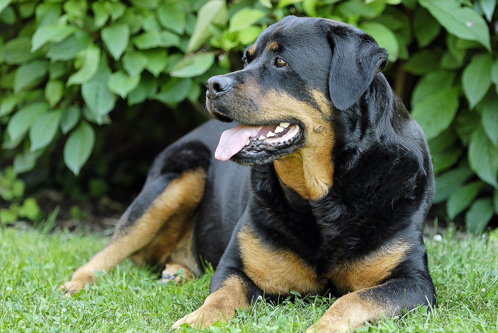 rottweiler eating habits rottweiler eating habits