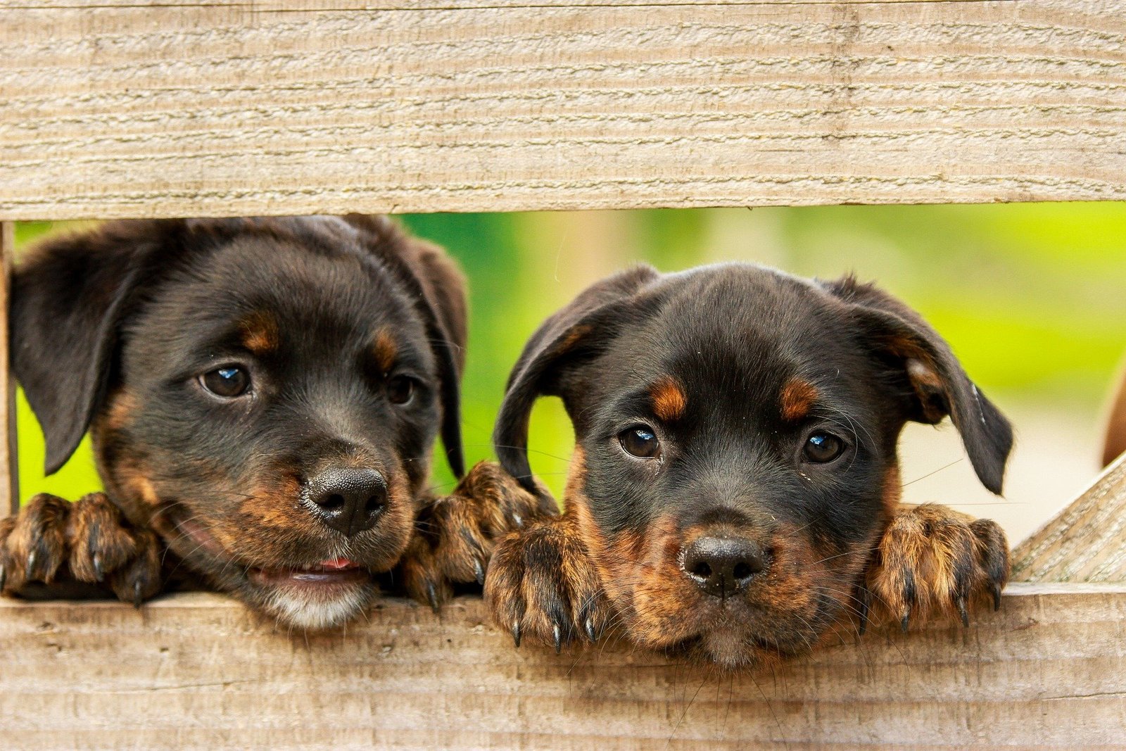 rottweiler puppy rottweiler puppy
