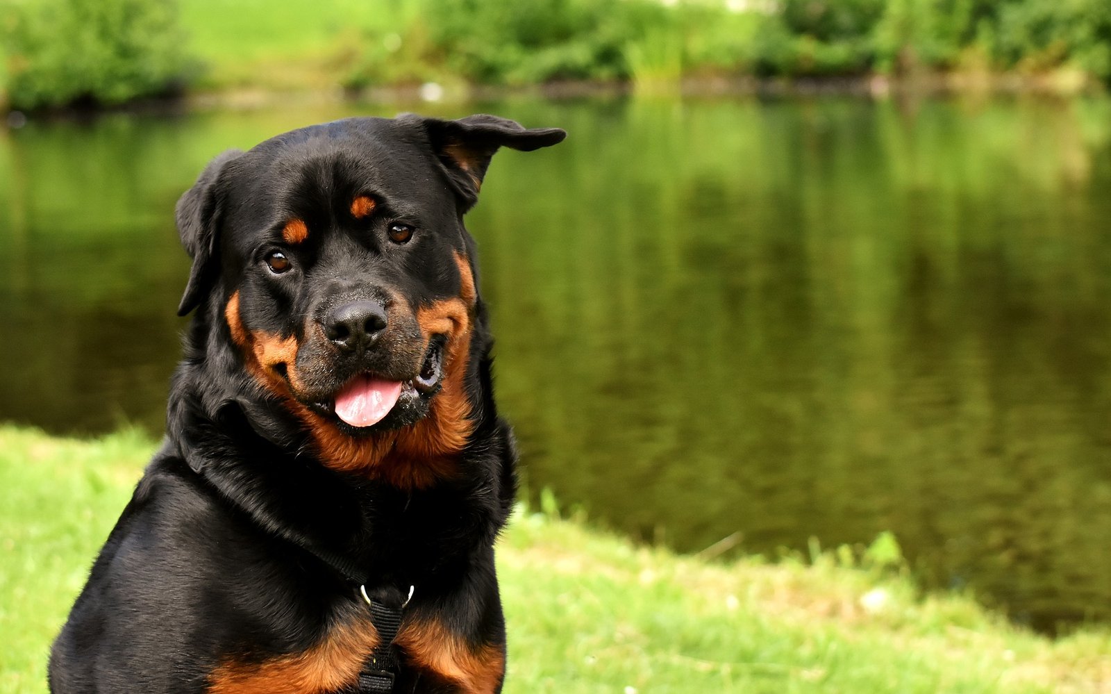 rottweiler purebred rottweiler purebred