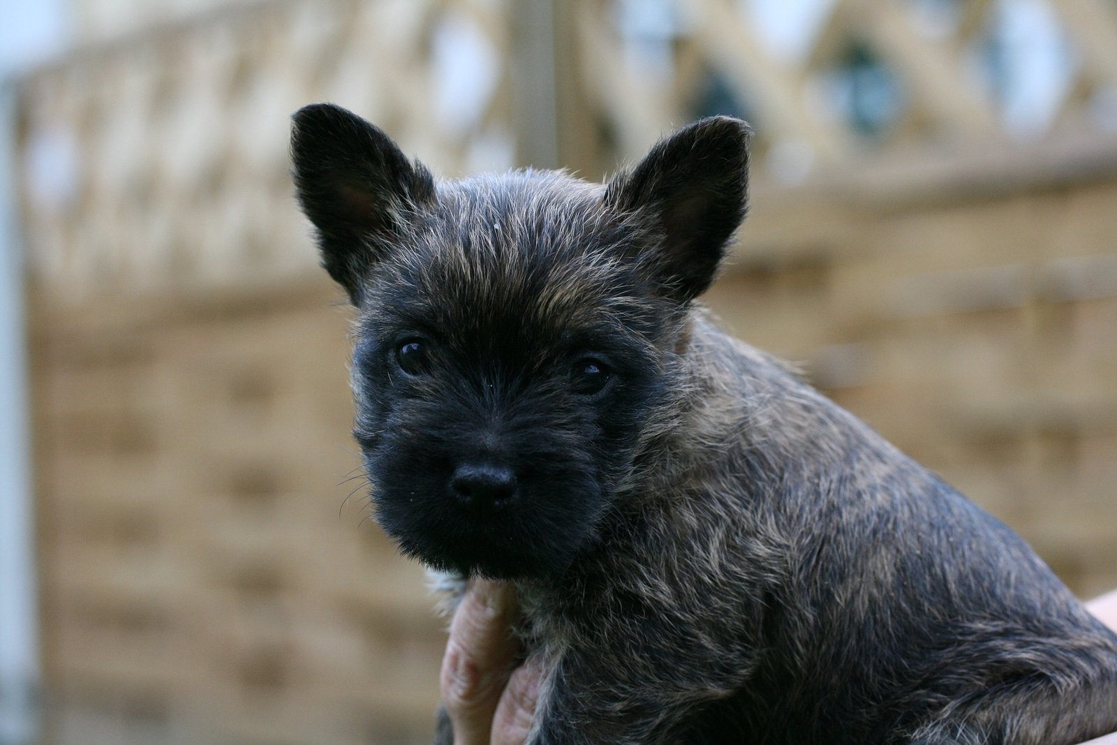 the origin of cairn terrier