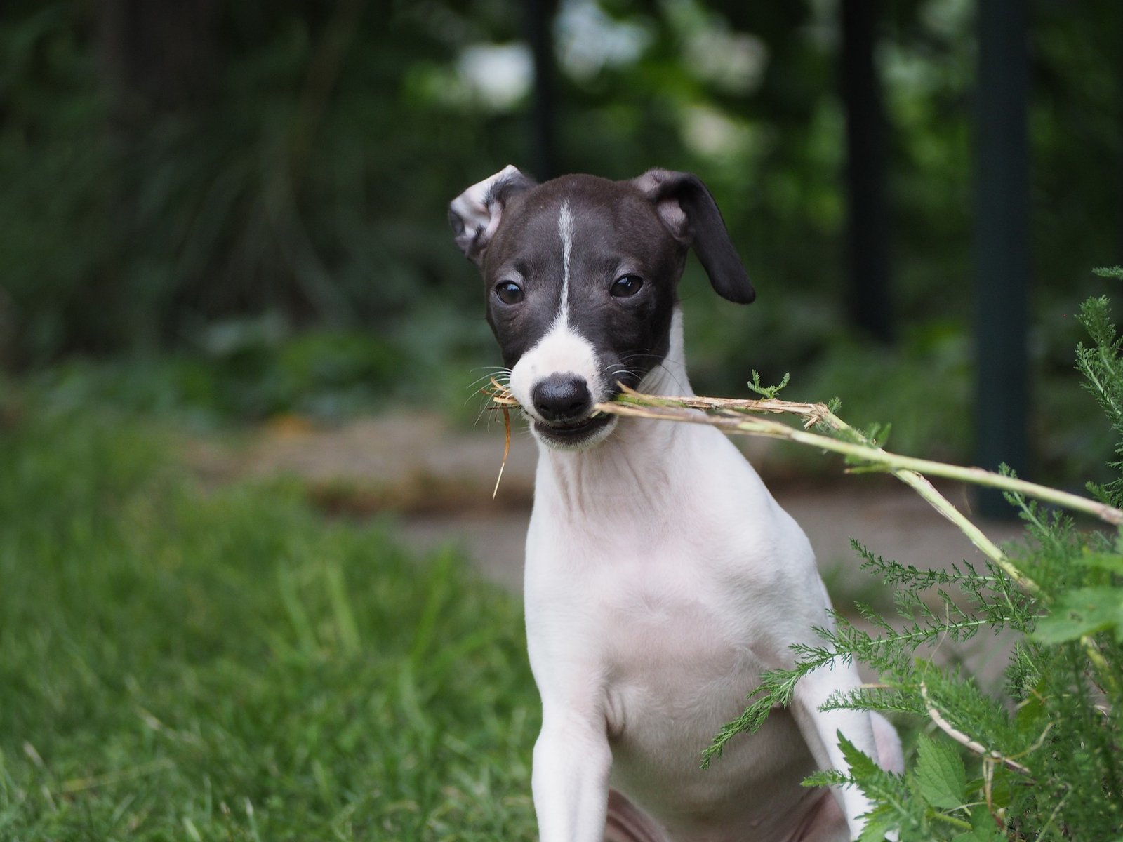 is my italian greyhound too skinny
