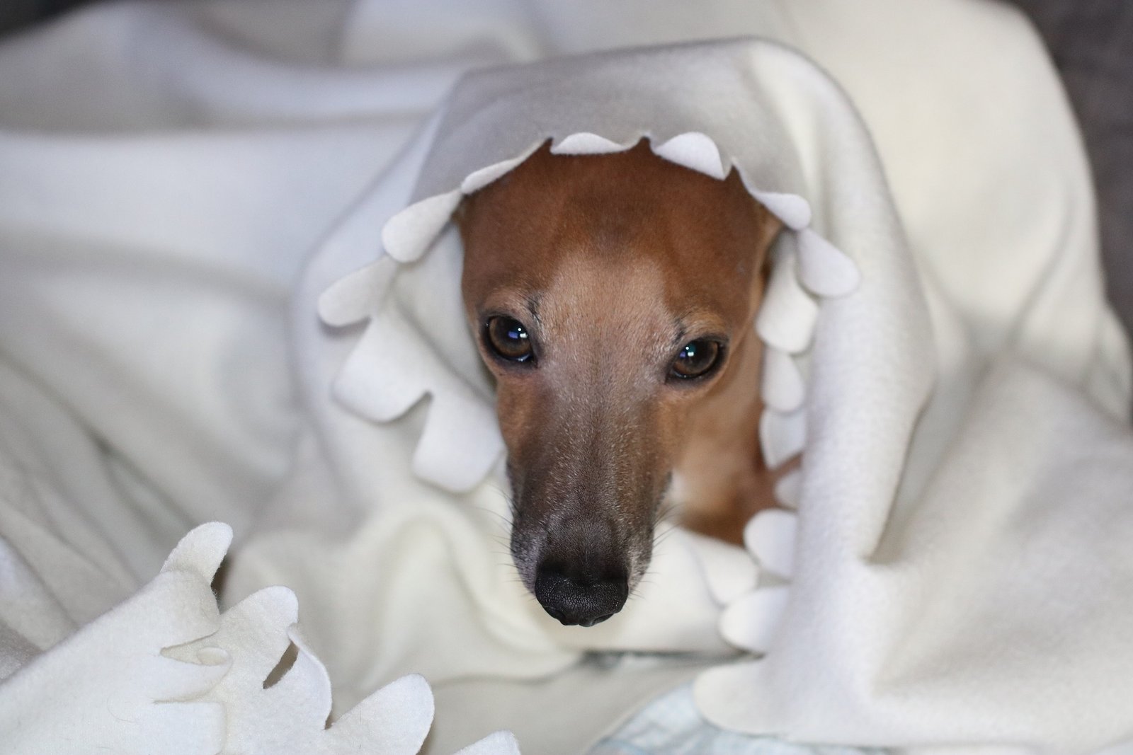 italian greyhounds have sensitive digestive system
