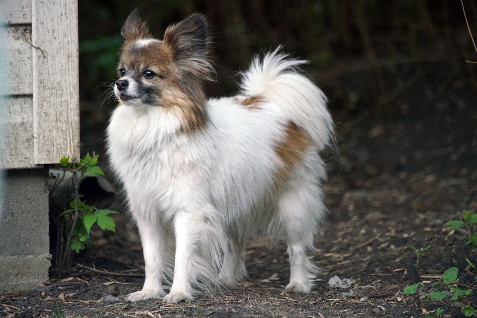 lifespan of a papillon dog