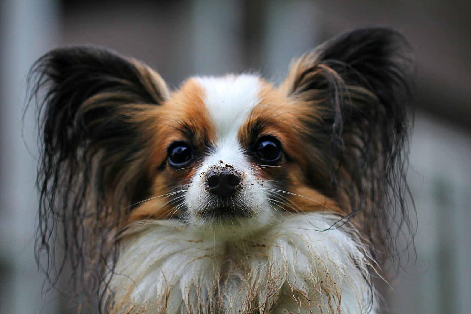 playful papillon