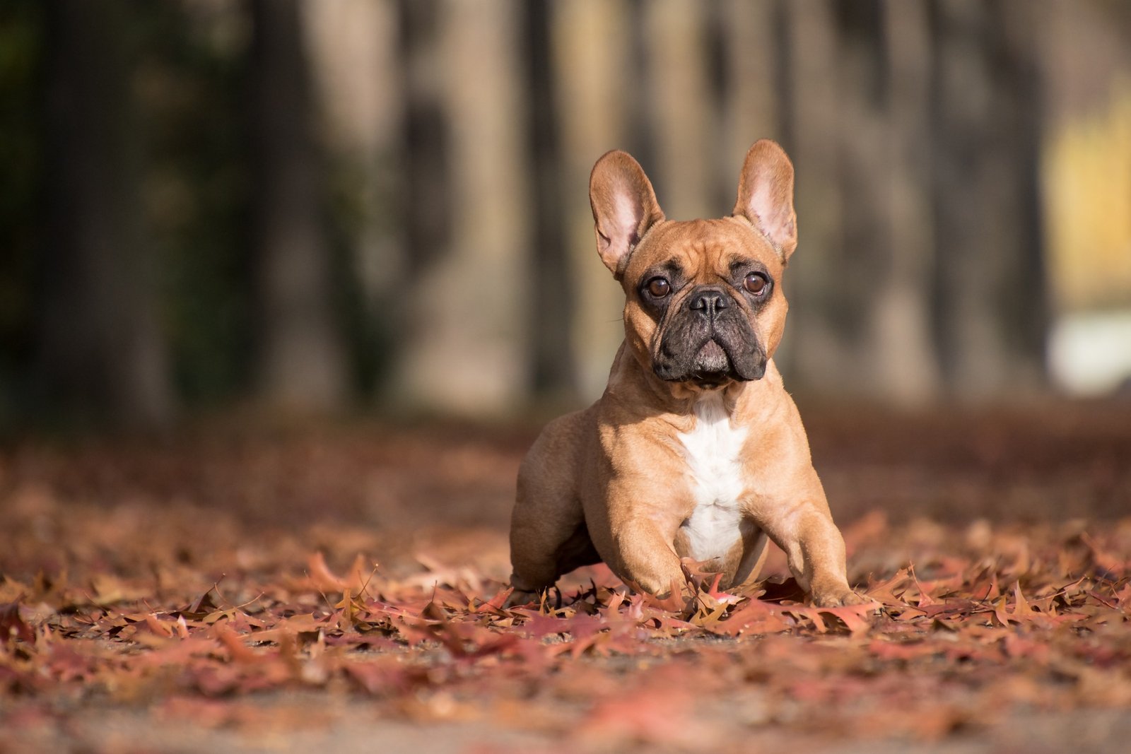 about the french bulldogs