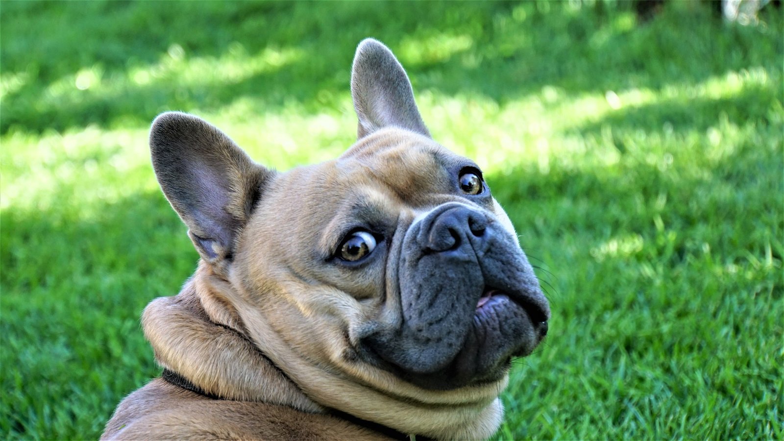 best dog food for french bulldogs best dog food for french bulldogs