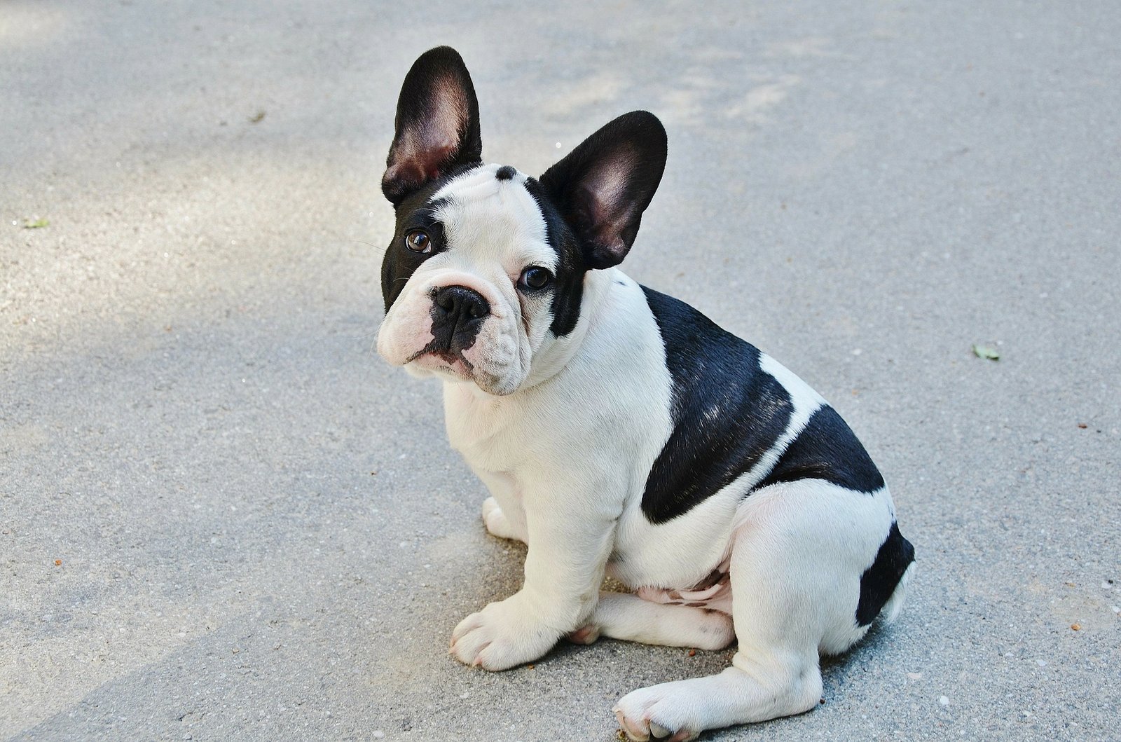 common health problems in french bulldogs