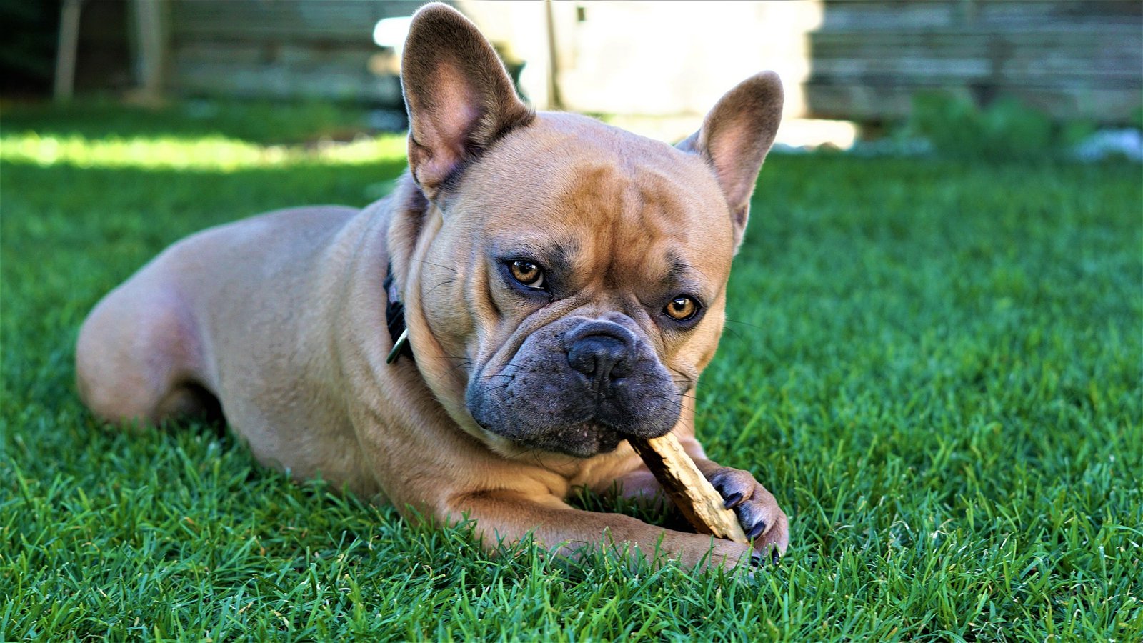 what can french bulldogs eat