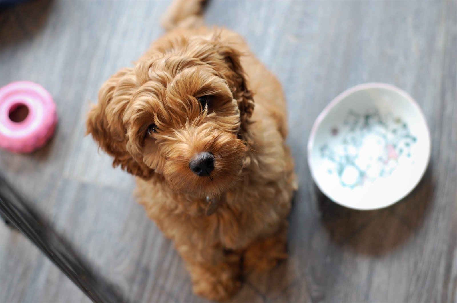 common health problems in labradoodles