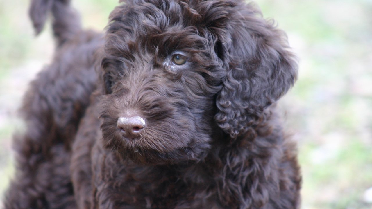 what to feed labradoodles