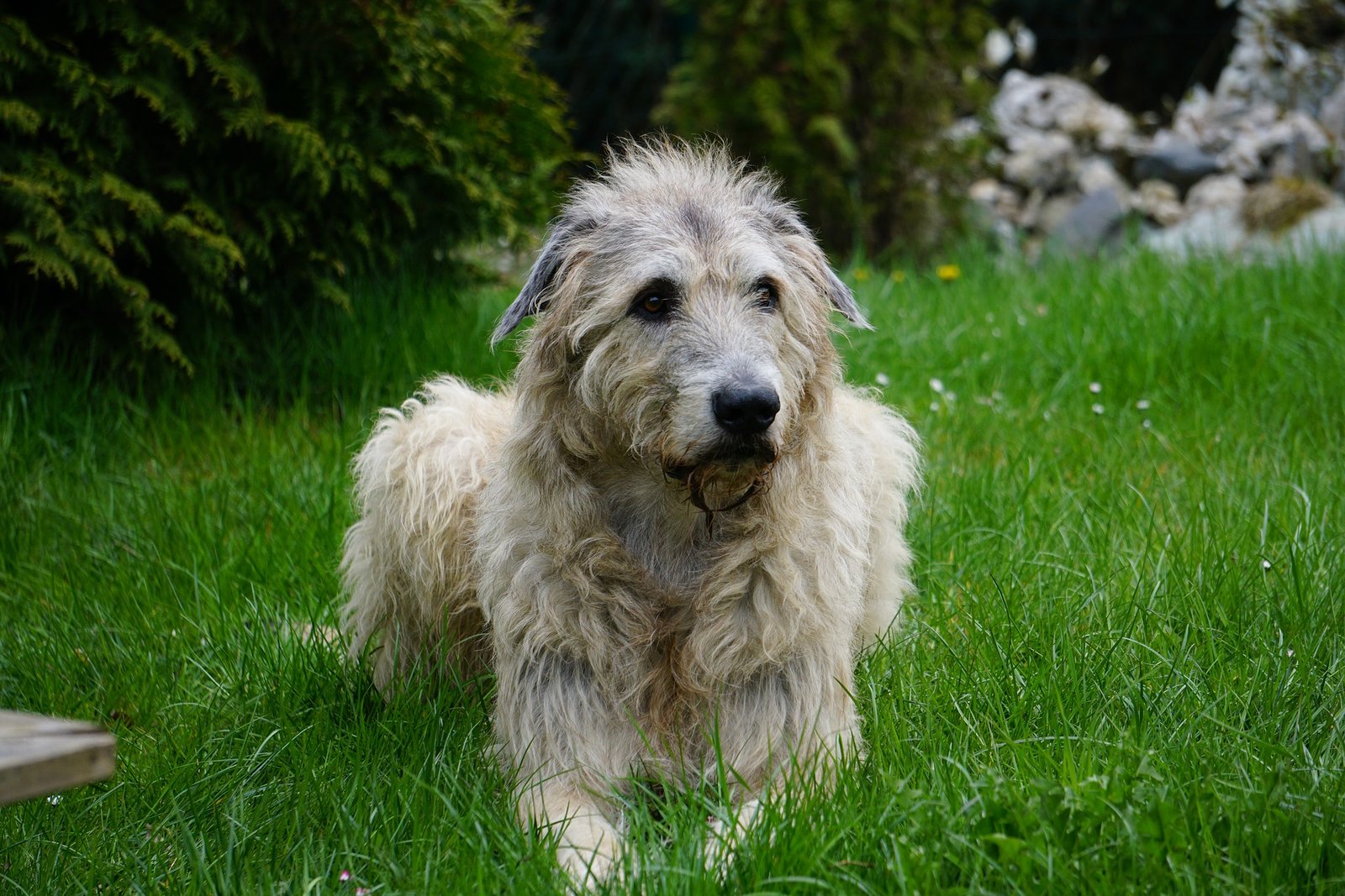 best dog food for irish wolfhounds