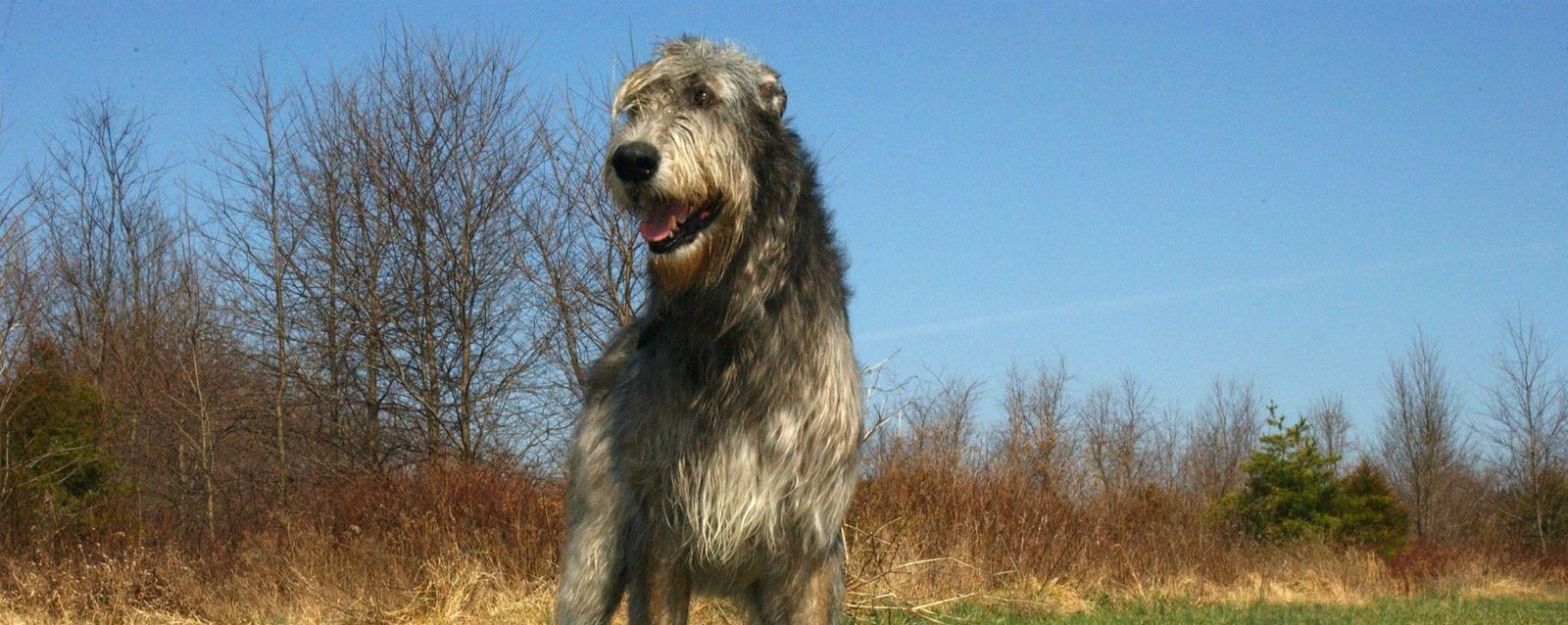 how much does an irish wolfhound eat a day how much does an irish wolfhound eat a day
