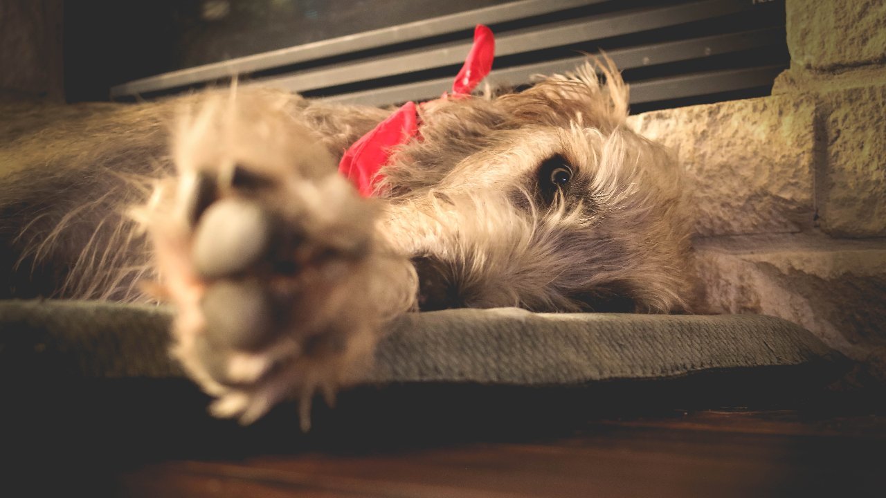 irish wolfhound irish wolfhound